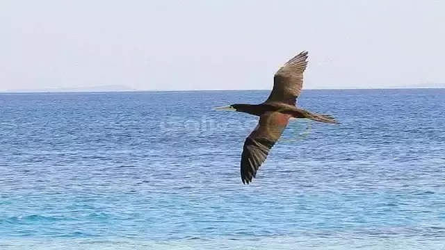 دون طعام أو نوم.. كيف تسافر ال...