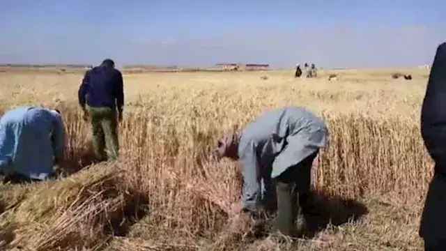 منذ بداية الموسم.. توريد 39 ألف طن قمح محلي في الفيوم