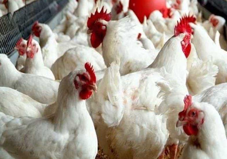 شعبة الدواجن: بعض المنتجين خرج...