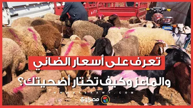 زحام على أسواق الأضاحي في السويس.. تعرف على أسعار الضاني والماعز وكيف تختار أضحيتك؟