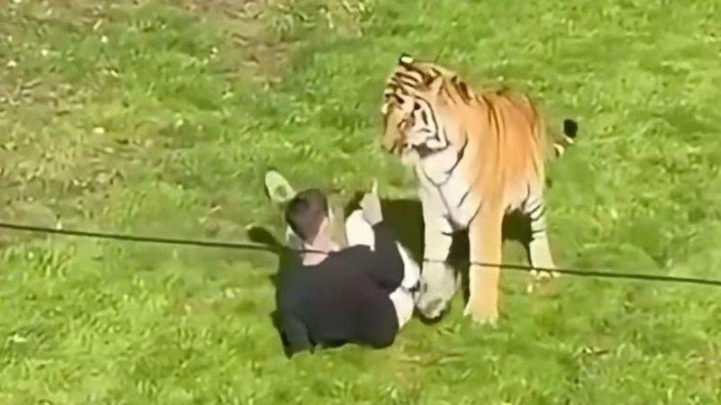 نهاية مأساوية لرجل بعد دخوله حظيرة النمور بحديقة حيوانات بالمملكة المتحدة