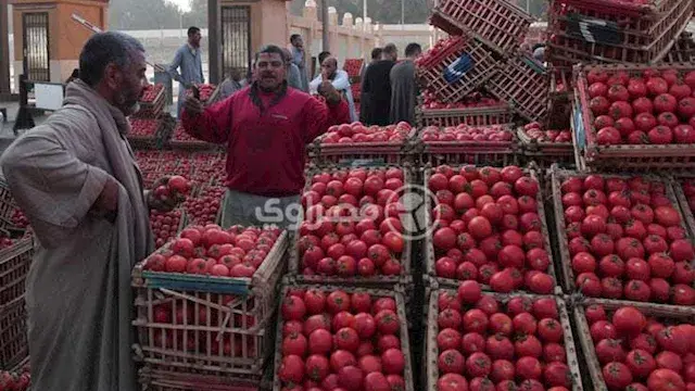 التموين تطرح الطماطم بـ20 جنيه...