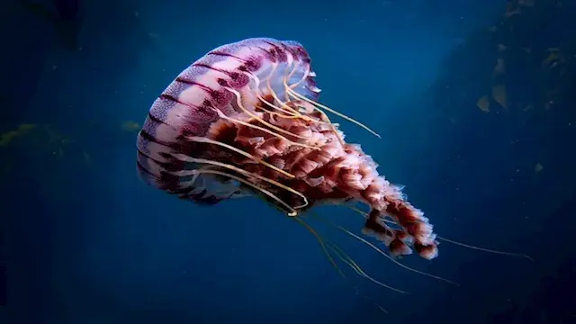 10 صور لـ كائن بحري يعيش دون د...
