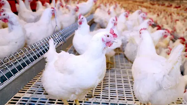 شعبة الدواجن تقترح طرح مجزءات...