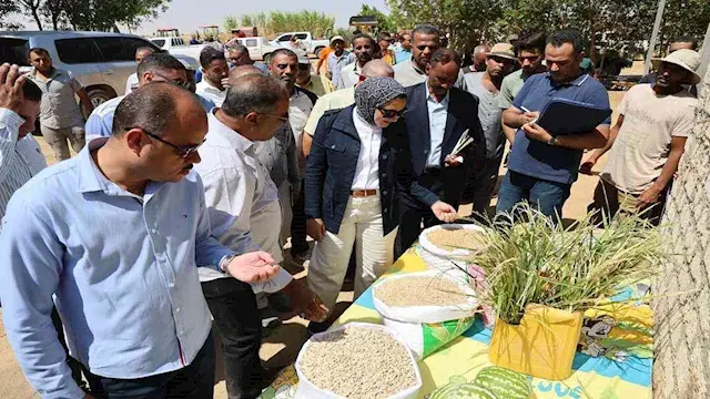بطاطا للتصدير ونباتات طبية.. ا...