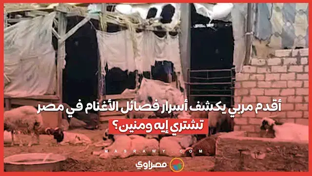 من البرقي للرحماني.. أقدم مربي يكشف أسرار فصائل الأغنام في مصر: تشتري إيه ومنين؟