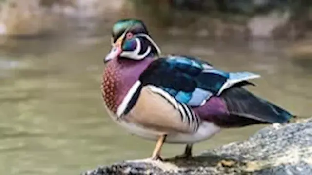 حيلة البقاء.. حيوانات تتظاهر ب...