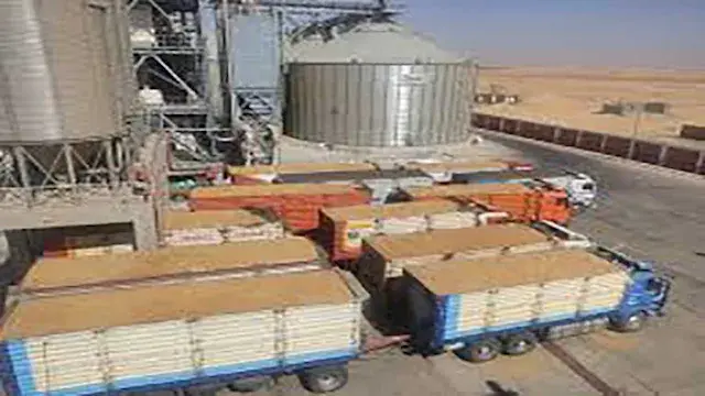 متحدث الزراعة: توريد 1.5 مليون طن قمح خلال 3 أسابيع فقط
