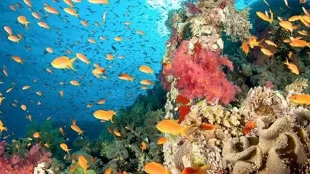 منال عوض تستعرض المخطط التنفيذ...