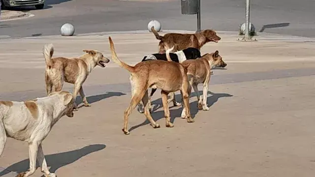 هل يجوز التخلص من الكلاب الضال...