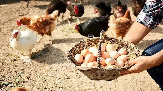 ارتفاع أسعار الدواجن وانخفاض البيض اليوم بالأسواق (موقع رسمي)