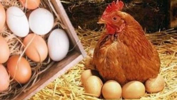 أسعار الدواجن والبيض اليوم الأ...