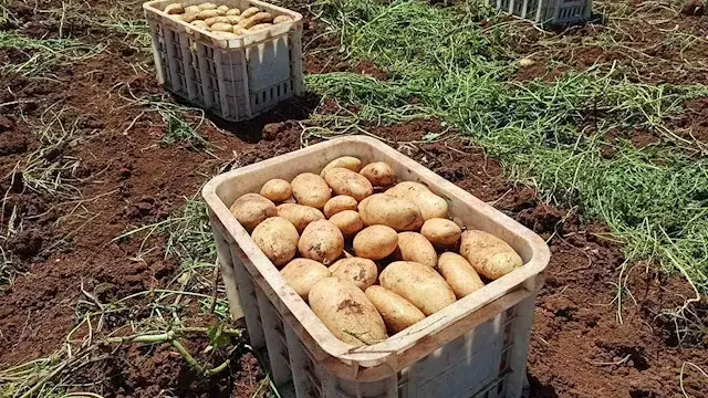 الزراعة تبحث توطين تقاوي البطا...