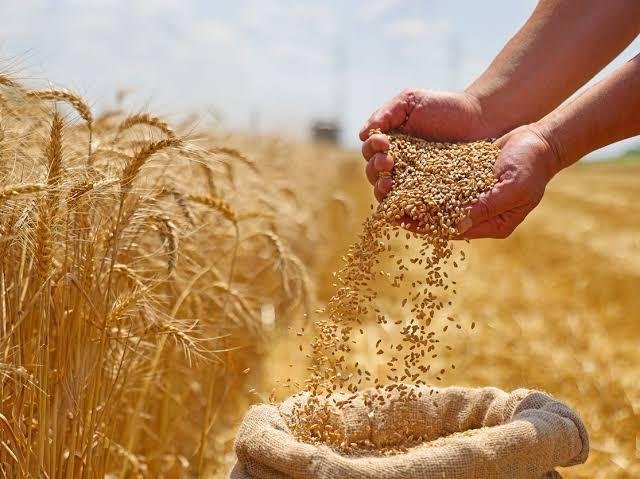توريد أكثر من 47 ألف طن قمح لص...