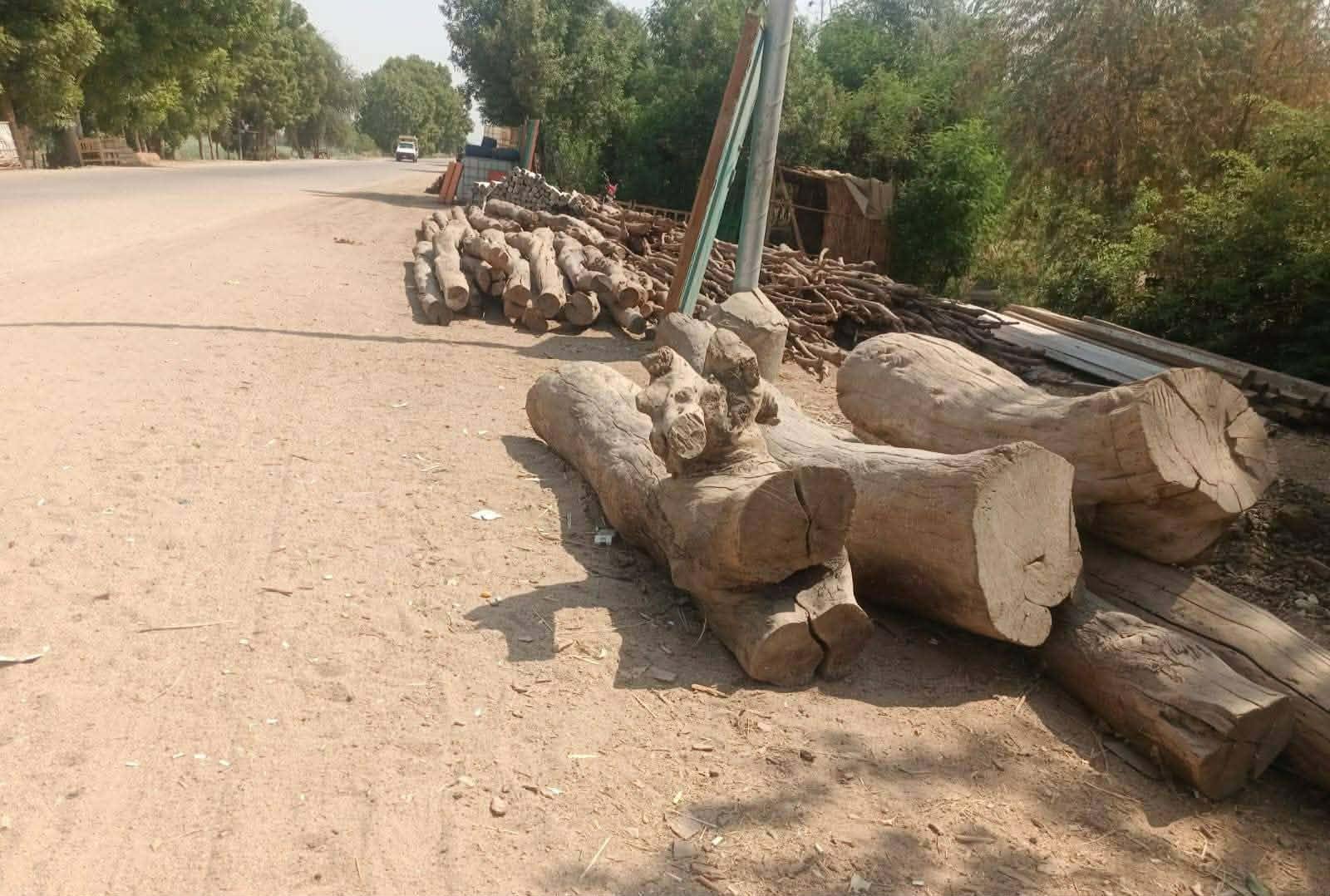 بعد شكوى من قطع الأشجار.. مجلس مدينة إسنا يحذر المخالفين من الغرامات والإحالة للنيابة