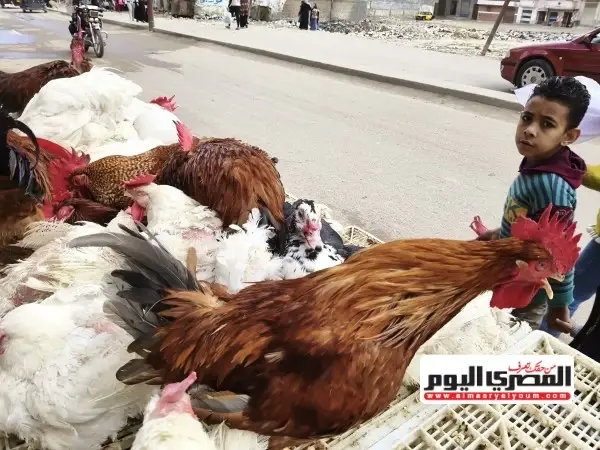 سعر الفراخ البيضاء والساسو وطبق البيض اليوم السبت 3 أكتوبر 2026