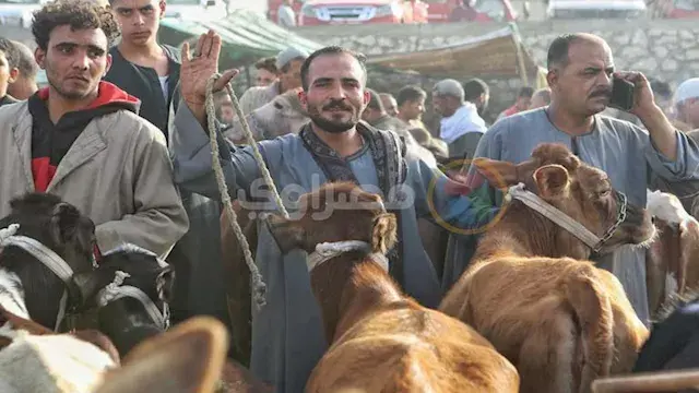 ارتفاع أسعار الأضاحي يسبق الزبائن إلى الأسواق.. والركود سيد الموقف (صور وفيديو)