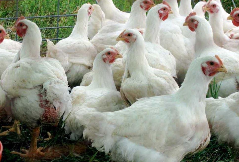 هبوط إضافي في أسعار الدواجن.....