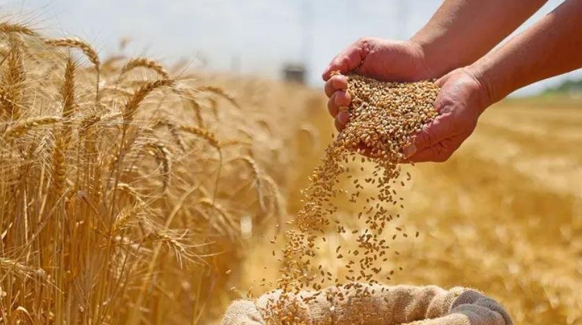 مسئول عراقي: حققنا الاكتفاء ال...