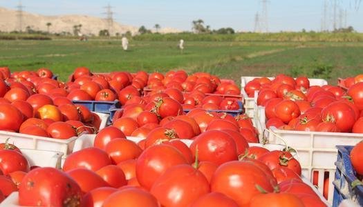 ارتفاع أسعار الطماطم إلى 30 جن...