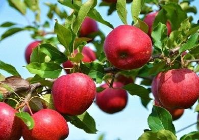 رئيس شعبة الخضروات ينفي ارتفاع...