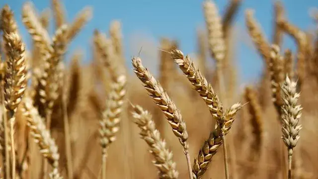 أكاديمي: أرباح فدان القمح لا تعكس الجهد المبذول في الإنتاج
