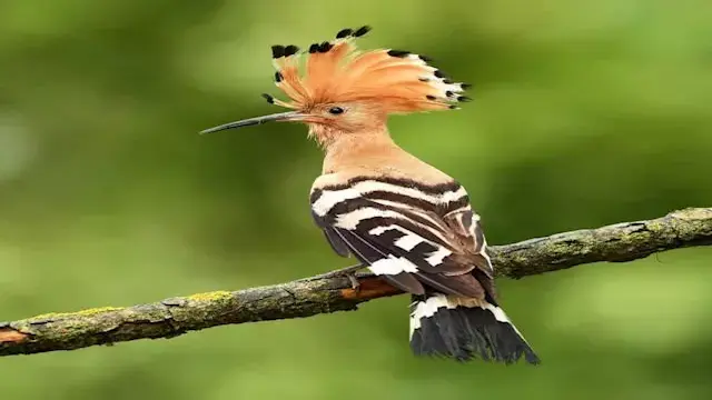 بالصور.. أكثر 7 كائنات كريهة ا...