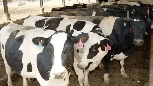 الزراعة تعلن الطوارئ استعدادًا...