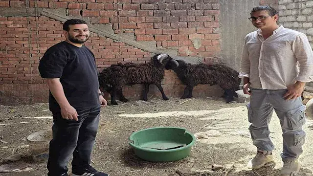 في سوهاج.. خروف مقابل طلب صداق...