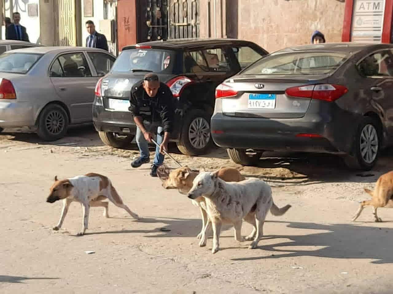 مفيش قتل جماعي.. الزراعة تكشف...