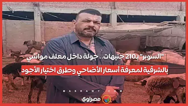 "السوبر" بـ210 جنيهات.. جولة داخل معلف مواشي بالشرقية لمعرفة أسعار الأضاحي وطرق اختيار الأجود