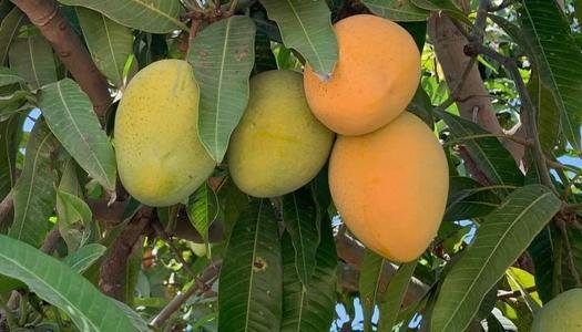 انطلاق موسم المانجو الإسماعيلا...