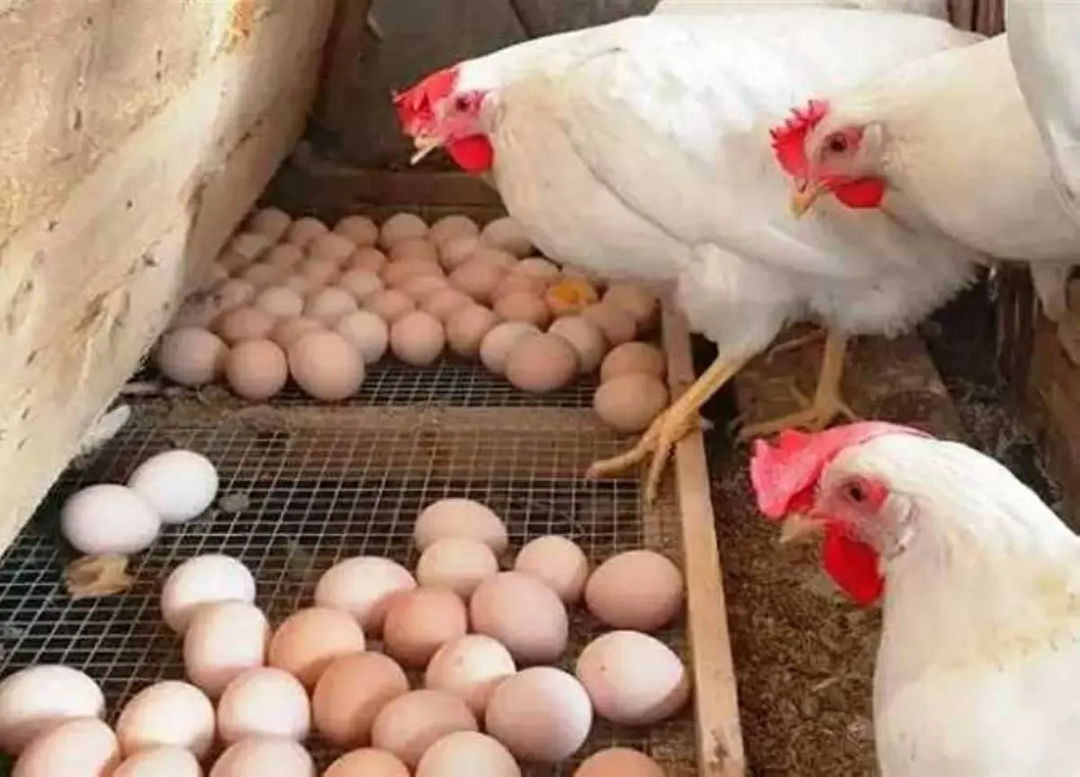 بكام الفراخ النهارده؟.. أسعار...