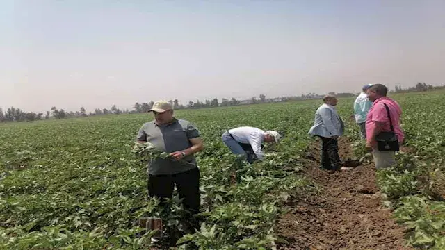 الزراعة تتابع حقول القطن بالدق...