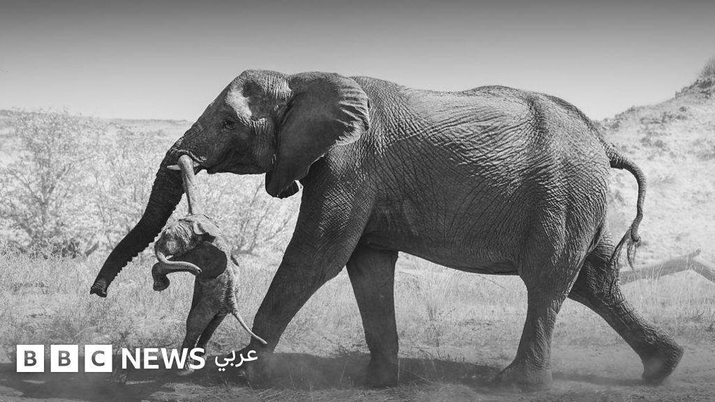 لماذا تحمل أنثى فيل صغيراً نافقاً ليس وليدها؟ قصة الصورة الفائزة بجائزة عالمية