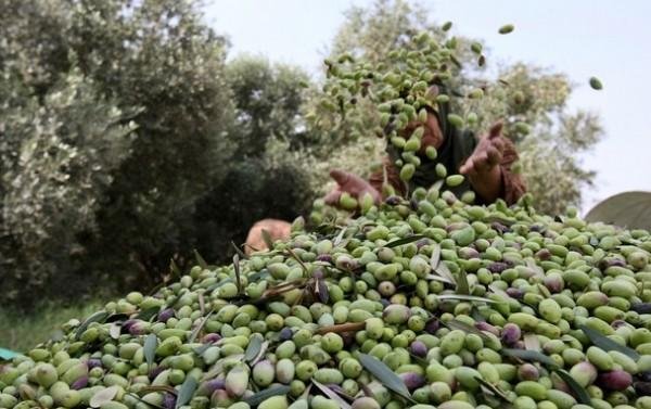 وزير السياحة ومحافظ مطروح يبحث...
