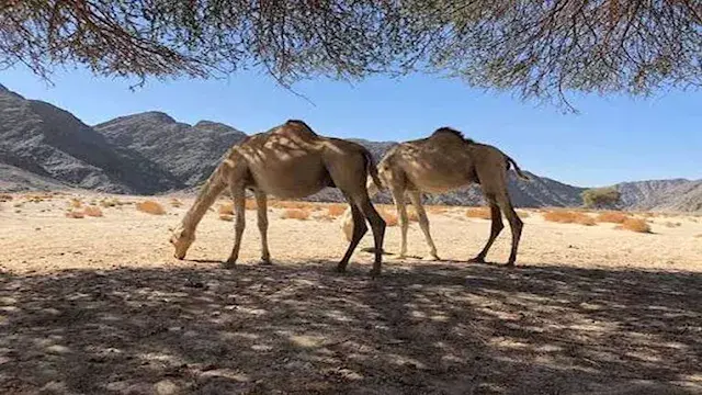 ما السر وراء قدرة الجمل على عدم شرب الماء لفترة طويلة؟