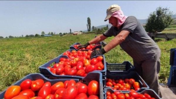 هتوصل لـ 40 جنيها.. أسباب ارتفاع أسعار الطماطم بالأسواق | وهذا موعد الانخفاض