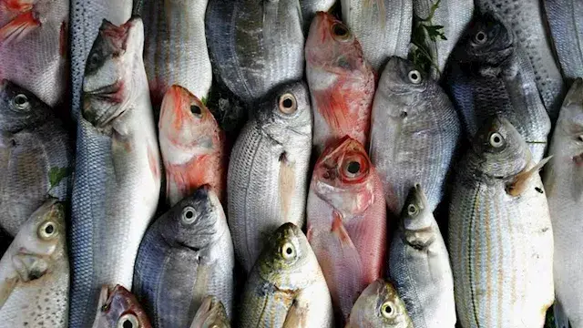 أسعار الأسماك والمأكولات البحر...