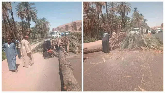 بالصور- سقوط نخلة يعطل الحركة...