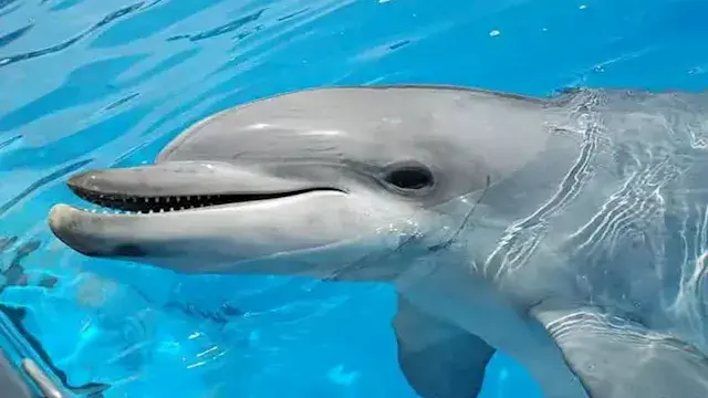 أكثر من مجرد كائنات مرحة.. أسر...