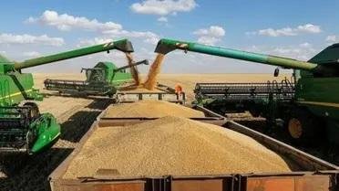 صناعة الحبوب: توريدات القمح تص...