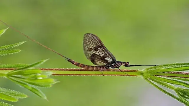 حل طبيعي لمشكلة الصيف.. 5 نبات...