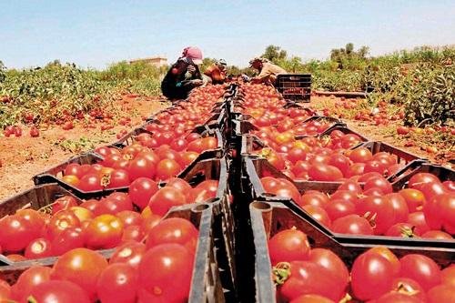 نقيب الفلاحين: الطماطم قد تتجاوز 30 جنيها للكيلو خلال الأيام المقبلة