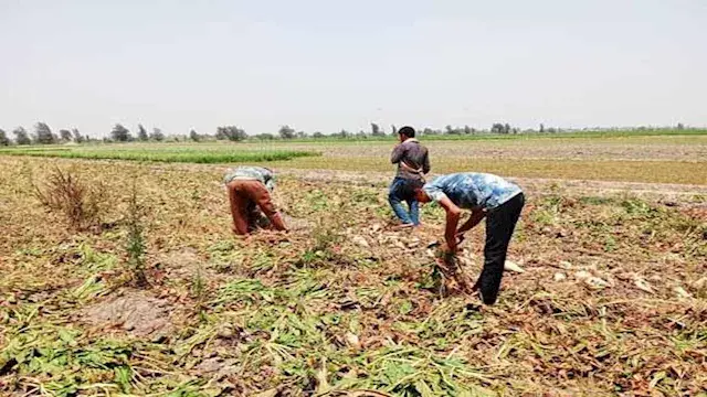 وزير الزراعة يعلن ضوابط جديدة...