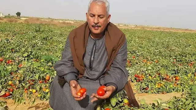 نقيب الفلاحين يتوقع وصول كيلو...