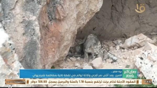 لقطة نادرة.. أنثى نمر ثلجي تظهر برفقة 3 توائم في الصين