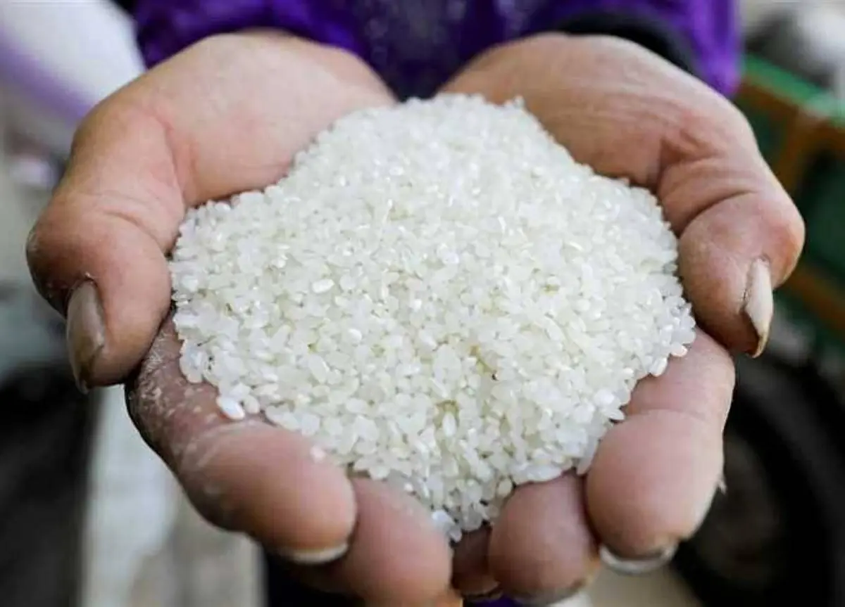 بكام الطن؟.. سعر الأرز الشعير...