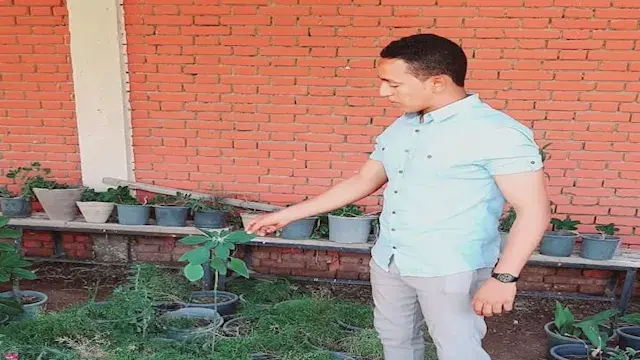 نباتات يمكن زراعتها فوق أسطح ا...
