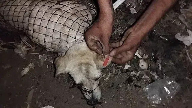 الزراعة والتضامن تشنان حملات مفاجئة على جمعيات الرفق بالحيوان وشلاتر الكلاب بالمحافظات